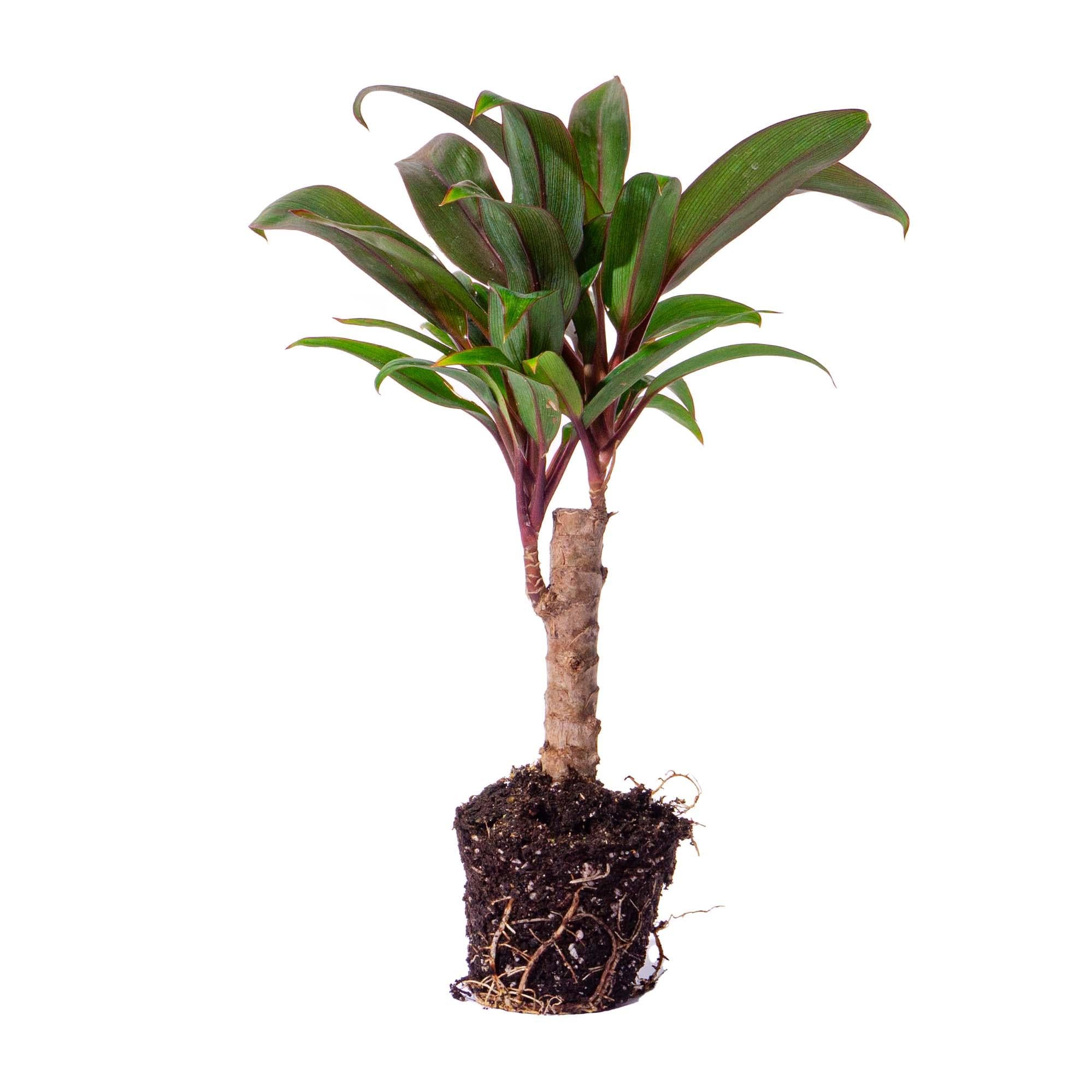Mini palm – Cordyline fruticosa 'Purple Compacta' – Terrarium plant – Pot size 6 | The purple pop in pocket size – Average maintenance