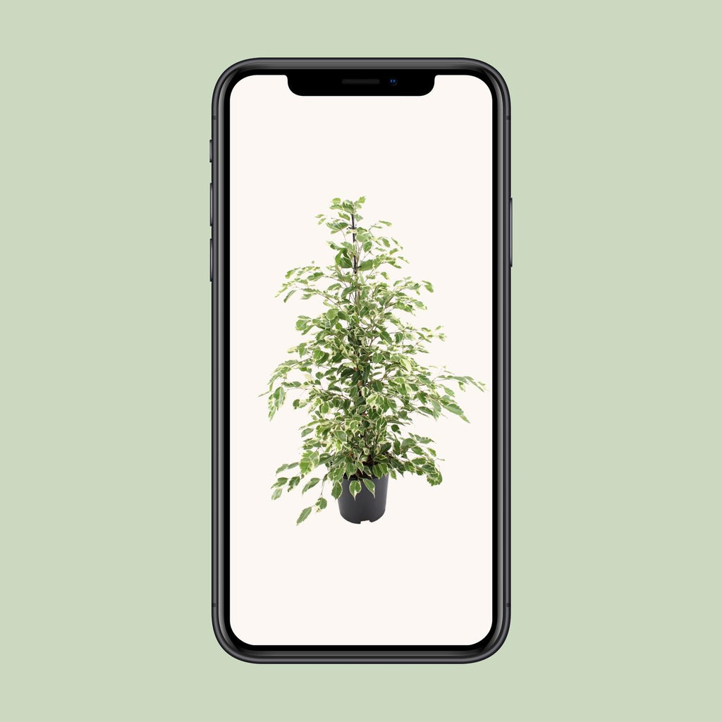 Ficus benjamina Twilight – Ø21cm ↕95cm | Gemiddeld onderhoud