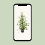 Ficus benjamina Twilight – Ø21cm ↕95cm | Gemiddeld onderhoud