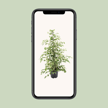 Ficus benjamina Twilight – Ø21cm ↕95cm | Average maintenance