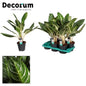 Aglaonema 'Keylime' – Ø17cm ↕60cm | Lime zest in leaves – Easy maintenance