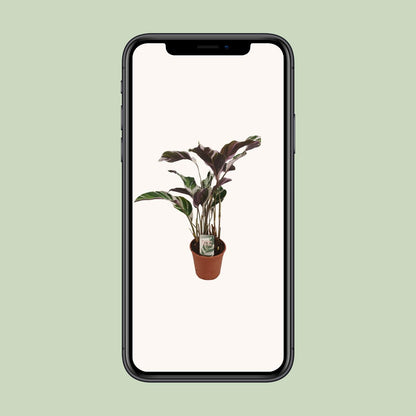 Calathea Fusion White Basic - Ø14cm - ↕40cm | The variegata diva – Challenging maintenance