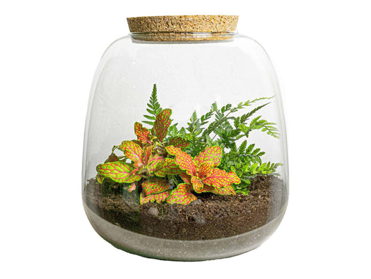 Plant Terrarium Emma Mini – DIY Kit – Fittonia Ruby Lime – 20x19 cm