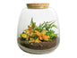 Plant Terrarium Emma Mini – DIY Kit – Fittonia Ruby Lime – 20x19 cm