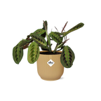 Maranta Leuconeura ‘Fascinator’ Tricolor in ELHO Vibes Fold 14cm geel | De gebedsplant – Gemiddeld onderhoud