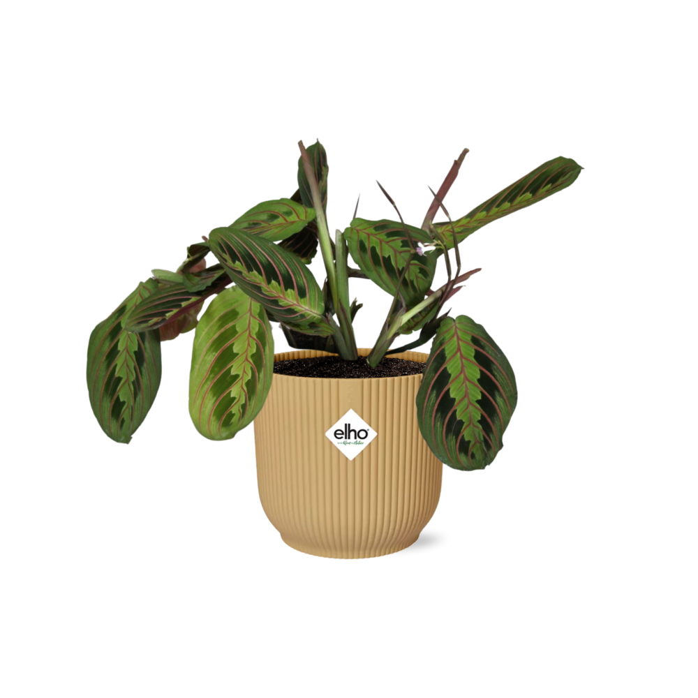 Maranta Leuconeura ‘Fascinator’ Tricolor in ELHO Vibes Fold 14cm geel | De gebedsplant – Gemiddeld onderhoud