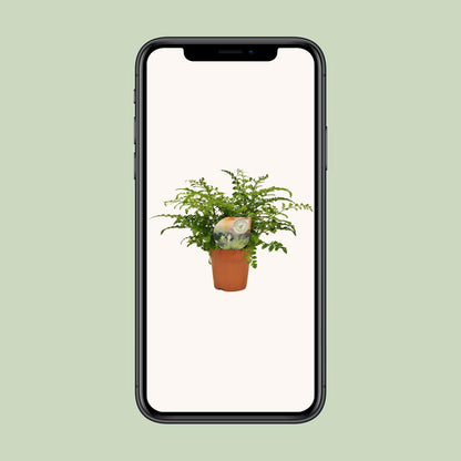 Asplenium 'Parvati' – Ø12cm ↕35cm | Boho curl (compact) – Average maintenance