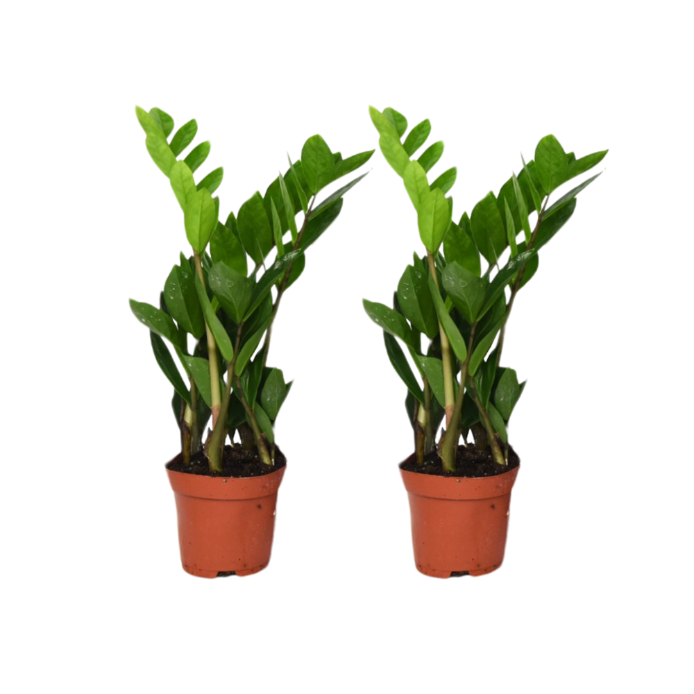 Zamioculcas Zamiifolia (ZZ plant) – 2 pcs – Ø12cm ↕40cm | Easy maintenance