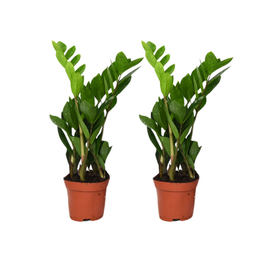 Zamioculcas Zamiifolia (ZZ plant) – 2 pcs – Ø12cm ↕40cm | Easy maintenance