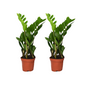 Zamioculcas Zamiifolia (ZZ plant) – 2 pcs – Ø12cm ↕40cm | Easy maintenance