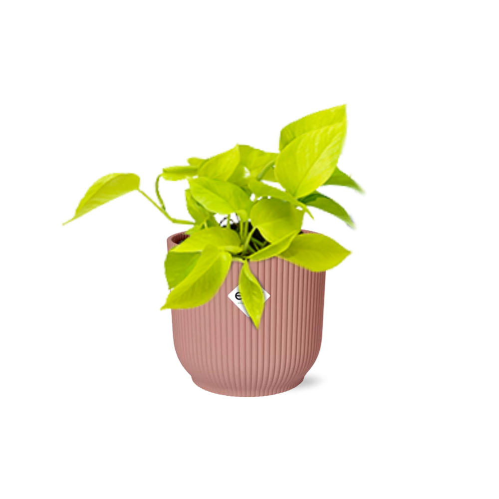 Epipremnum Pinnatum 'Golden Pothos' in ELHO Vibes Fold 14 cm pink