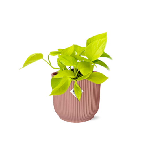 Epipremnum Pinnatum 'Golden Pothos' in ELHO Vibes Fold 14 cm pink