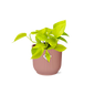 Epipremnum Pinnatum 'Golden Pothos' in ELHO Vibes Fold 14 cm pink