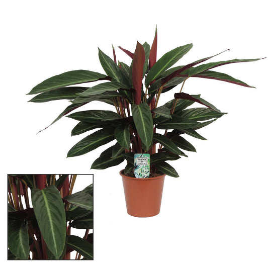 Calathea Stripestar Living - Ø17cm - ↕65cm | The striped conductor – Challenging maintenance