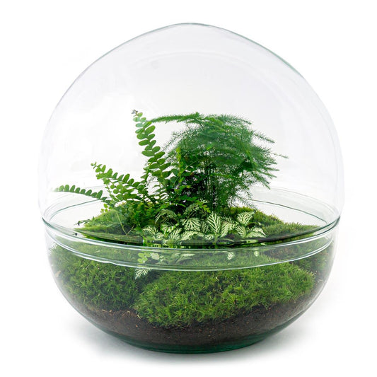 🌿 DIY Terrarium Dome XL – 30 cm