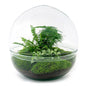 🌿 DIY Terrarium Dome XL – 30 cm