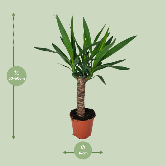Yucca – Ø14 cm – ↕60 cm
