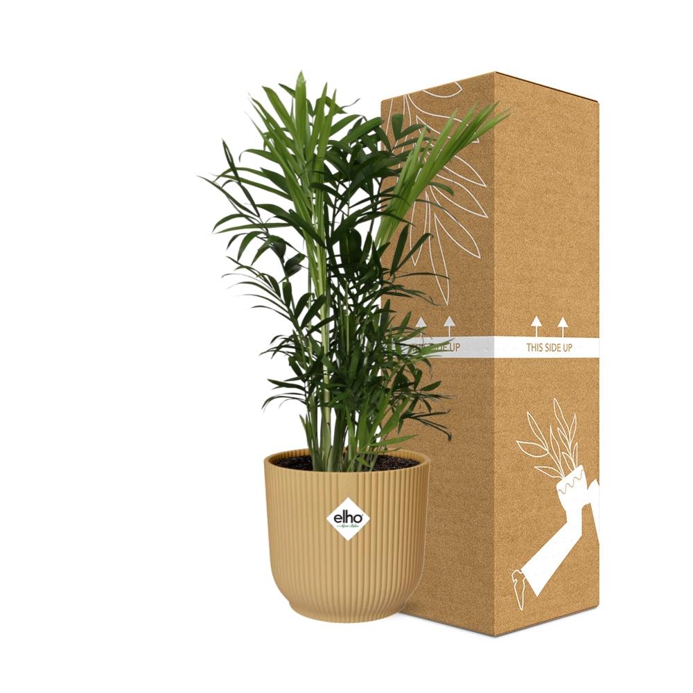 Chamaedorea elegans in ELHO Vibes Fold 14cm yellow | Mini palm, maxi vibes – Easy care