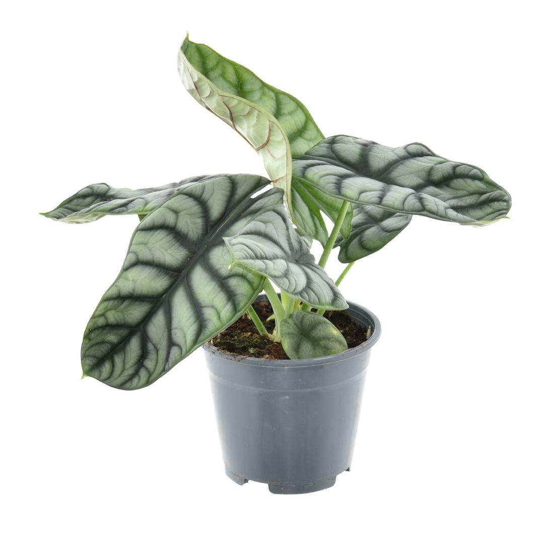 Alocasia 'Nebula Silver Compacta' – Ø14cm ↕30cm | Metallic masterpiece – Challenging maintenance