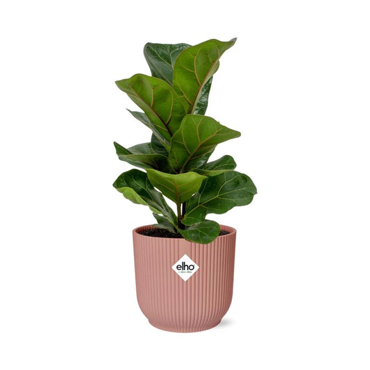 Ficus Lyrata 'Bambino' in ELHO Vibes Fold 14cm pink | The small violin – Average maintenance
