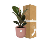 Ficus elastica ‘Robusta’ in ELHO Vibes Fold 14cm – Roze | Gemiddeld onderhoud