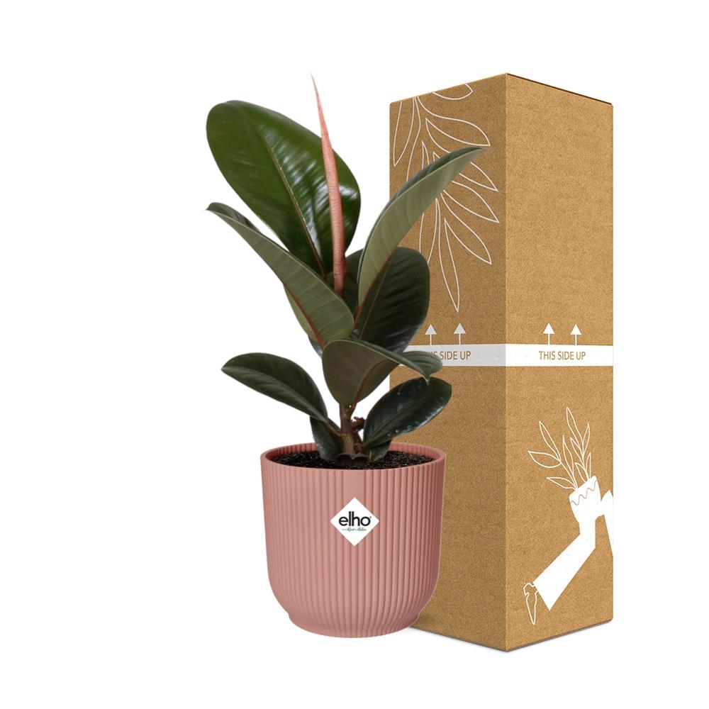 Ficus elastica 'Robusta' in ELHO Vibes Fold 14cm – Pink | Average maintenance