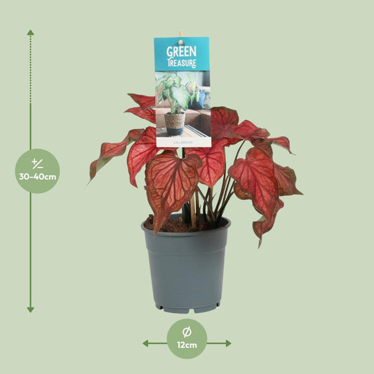 Caladium Red – Ø12cm ↕25cm | Angel wings with attitude – Challenging maintenance