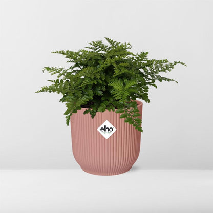 Asplenium 'Parvati' in ELHO Vibes Fold 14cm pink | Boho fern with beach waves – Average maintenance