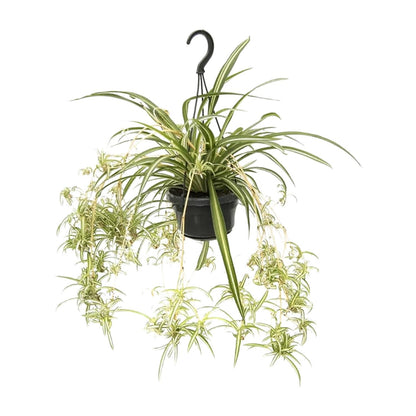 Chlorophytum Comosum Variegatum – Spider Plant Hanging Plant Ø14 cm ↕55 cm