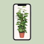 Epipremnum Pinnatum Mosstok 80cm Scindapsus – Ø19cm ↕80cm | Klimmer deluxe – Gemiddeld onderhoud