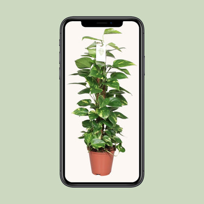 Epipremnum Pinnatum Moss Pole 80cm Scindapsus – Ø19cm ↕80cm | Deluxe Climber – Average Maintenance