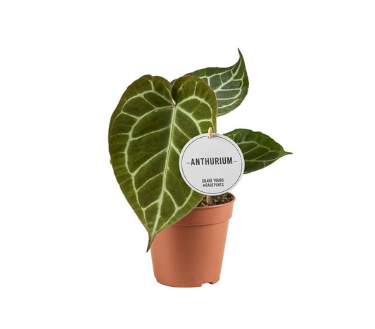 Anthurium Crystallinum – Ø12cm ↕20cm | Average maintenance