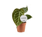Anthurium Crystallinum – Ø12cm ↕20cm | Average maintenance