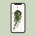 Hedera Ivy – Hanging Ivy Houseplant Ø17 cm ↕45 cm