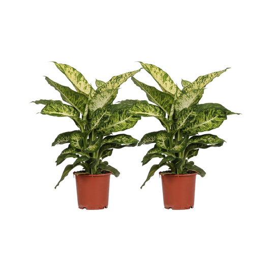 Dieffenbachia 'Mars' – 2 pcs – Ø17cm ↕50cm | Easy care