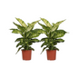 Dieffenbachia 'Mars' – 2 pcs – Ø17cm ↕50cm | Easy care
