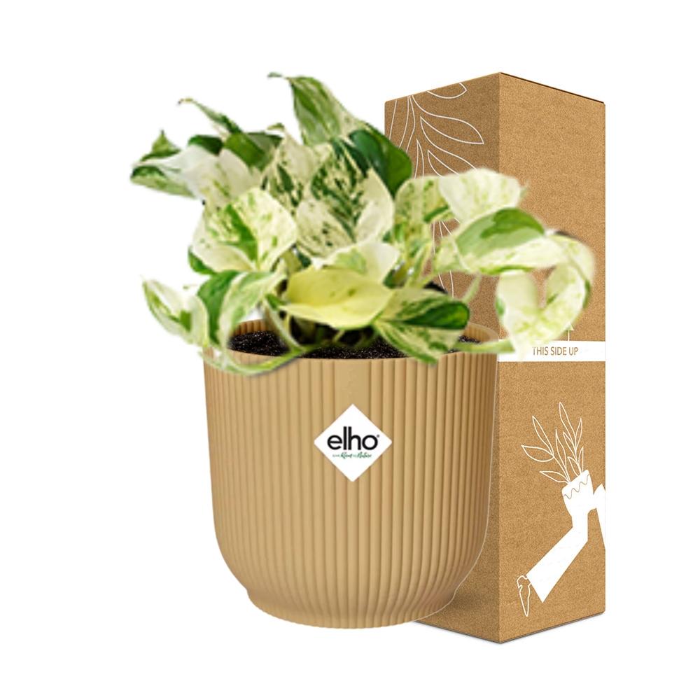 Epipremnum Pinnatum 'Happy Leaf' in ELHO Vibes Fold 14cm yellow | Happy Leaf Bunch – Easy Care