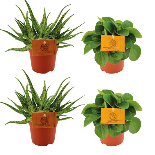 2x Aloe Spider + 2x Peperomia Rana Verde – Ø10.5cm ↕10cm | Green Quartet – Easy Care
