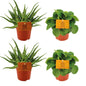 2x Aloe Spider + 2x Peperomia Rana Verde – Ø10.5cm ↕10cm | Green Quartet – Easy Care