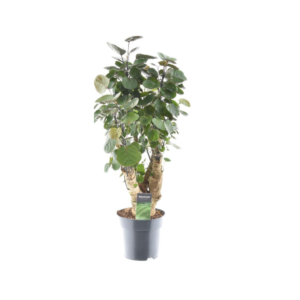 Polyscias 'Fabian' – Ø17cm ↕60cm | Mini tree with a burgundy glow – Average maintenance