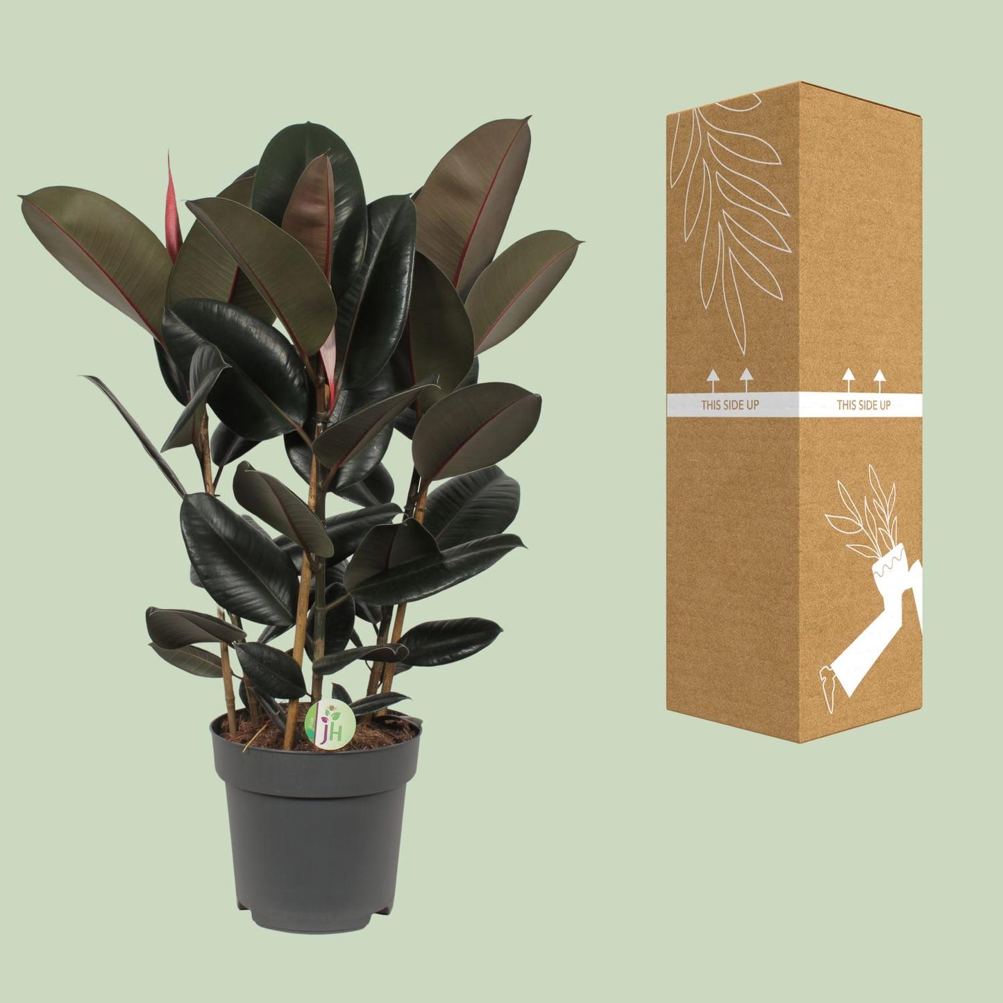 Ficus Abidjan – Ø27cm ↕90cm | Easy maintenance