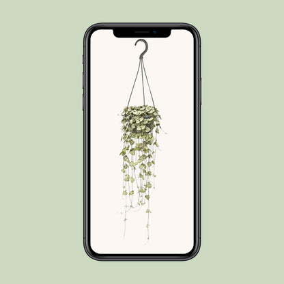 Ceropegia Woodii – String of Hearts Hanging Plant Ø14 cm ↕50 cm