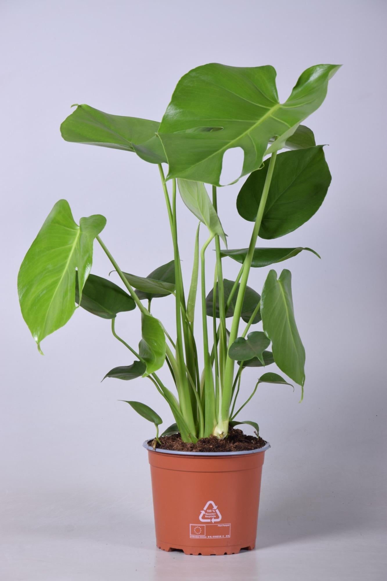 Monstera Deliciosa – Ø17cm ↕60cm | The iconic Swiss cheese plant – Average maintenance