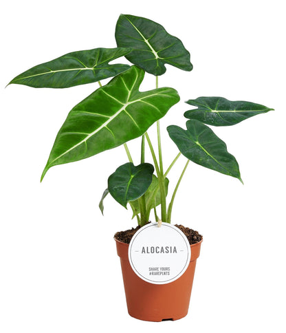 Alocasia Frydek (Elephant Ear) – Ø12cm ↕35cm | Average maintenance
