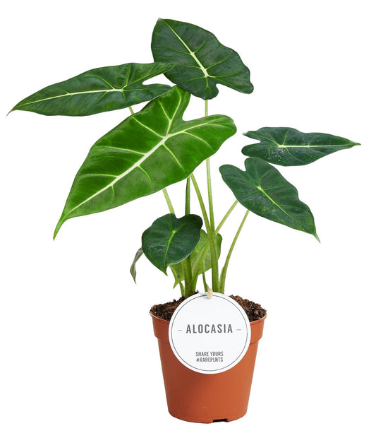 Alocasia Frydek (Elephant Ear) – Ø12cm ↕35cm | Average maintenance