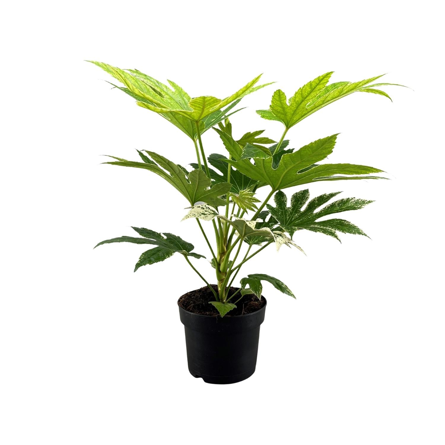Fatsia Japonica Spider Web – Ø17cm ↕50cm | De webdesigner van je woonkamer – Makkelijk onderhoud