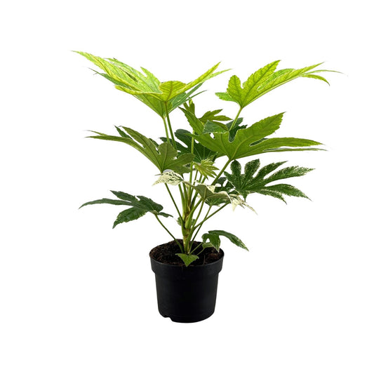 Fatsia Japonica Spider Web – Ø17cm ↕50cm | The web designer of your living room – Easy maintenance