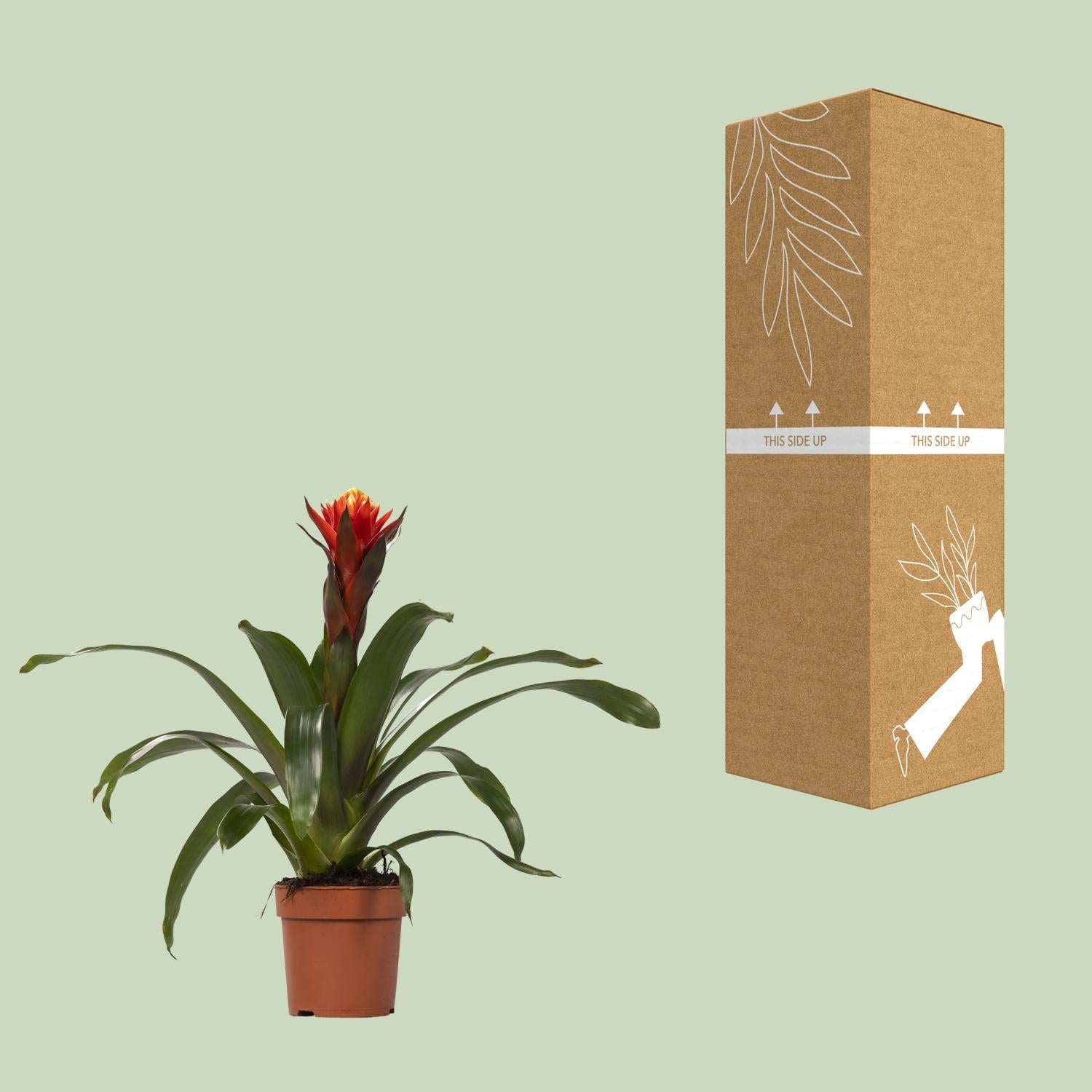 Guzmania Happiness – Ø12cm ↕45cm | Easy maintenance