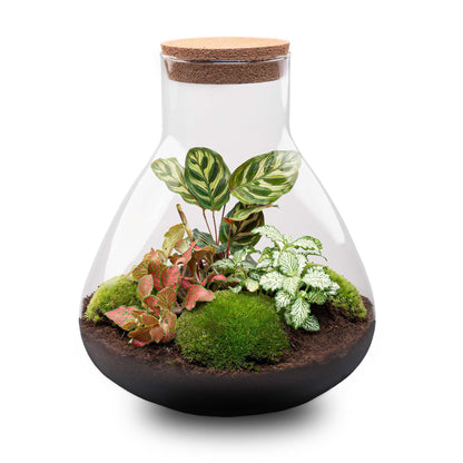 🌿 DIY Terrarium Sam XL – Red – 35 cm