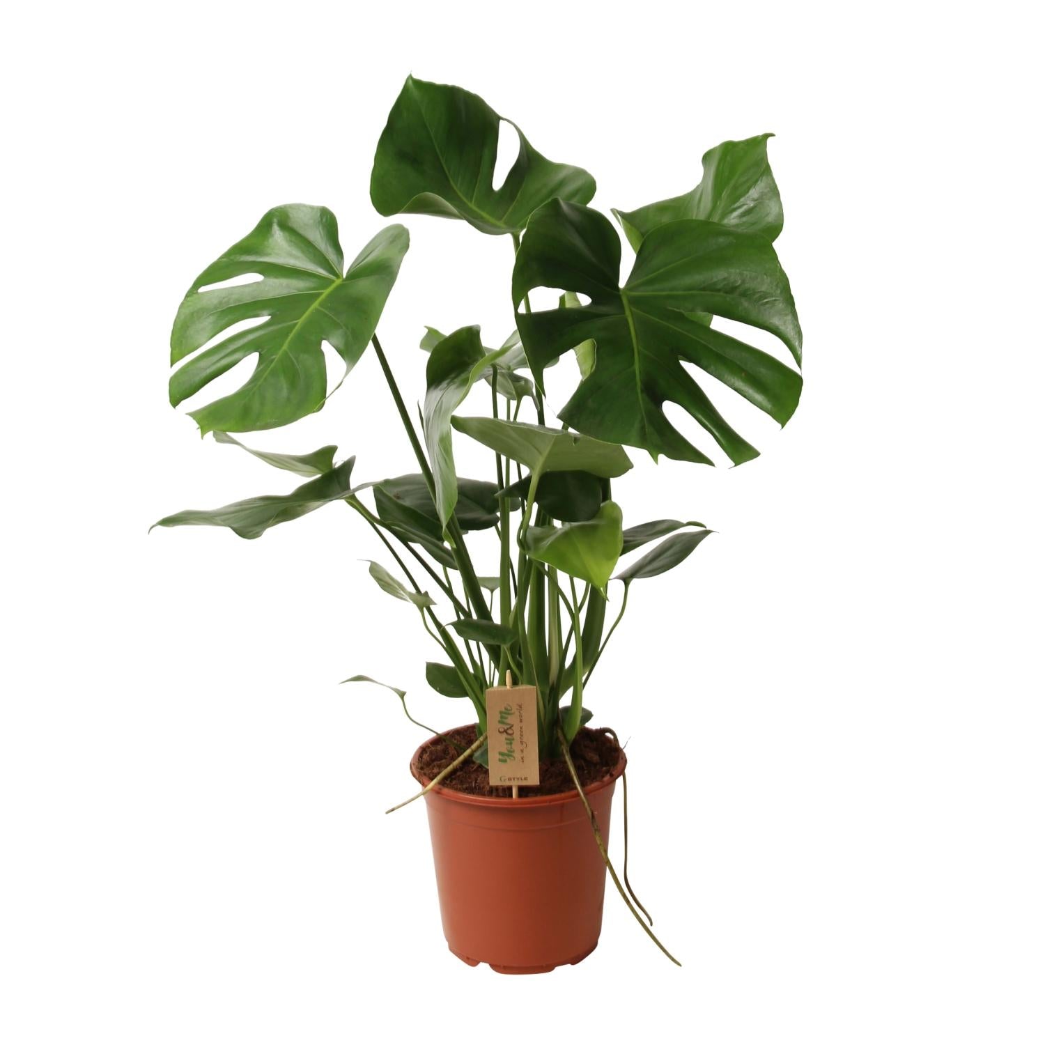 Monstera deliciosa P21 – Ø21cm ↕60cm | Average maintenance
